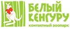 Белый кенгуру